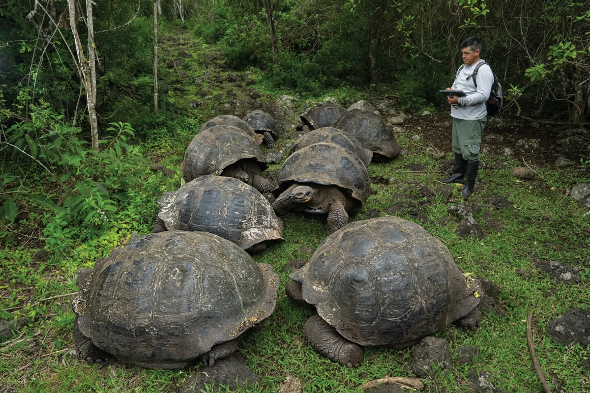 Giant tortoises at the Charles Darwin Research Station