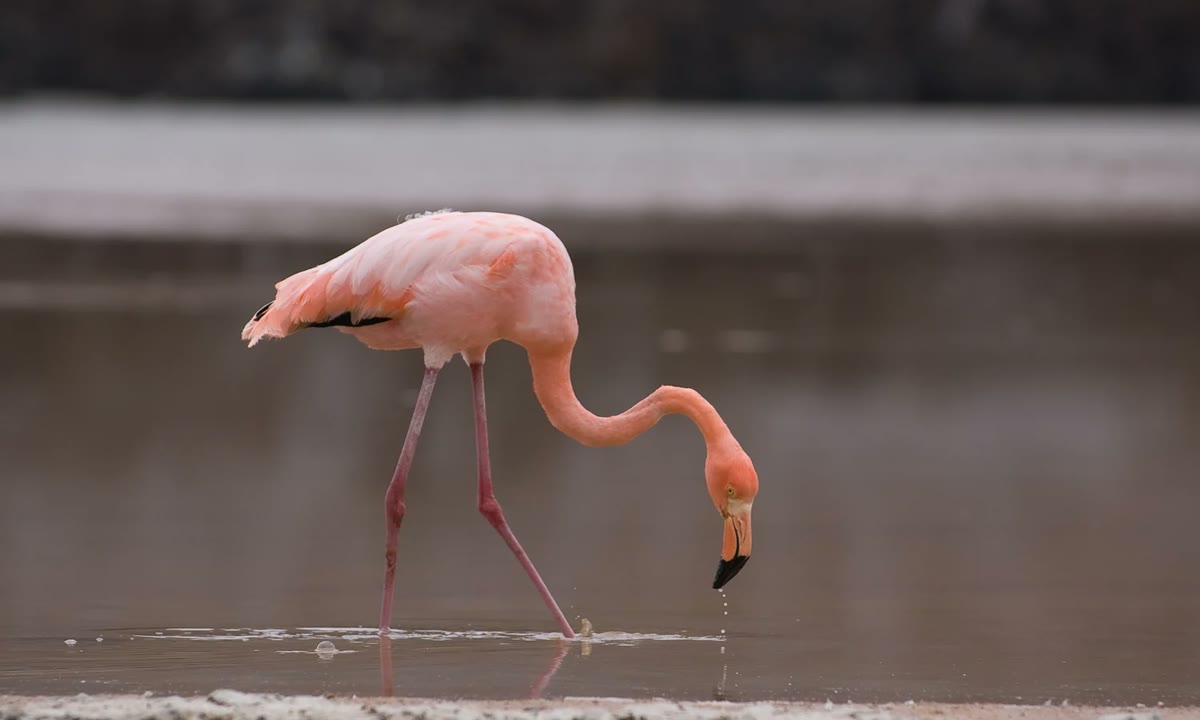 A flamingo feeding at Punta Cormorant, Floreana