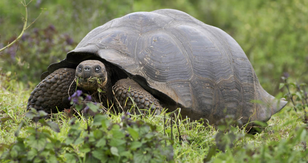 A giant tortoise in the Santa Cruz highlands