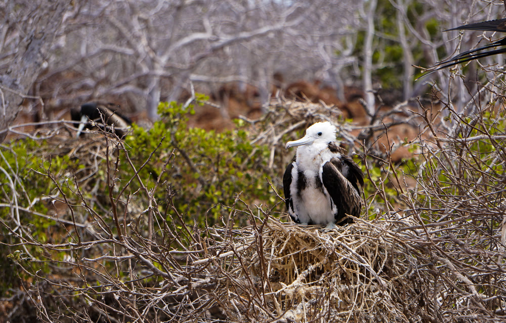 A frigatebird chick on its nest on North Seymour