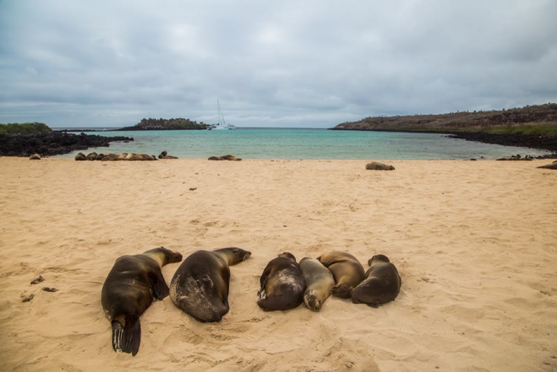 Sea lions sleeping on the beach at Santa Fe