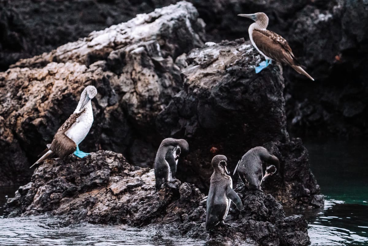 Galápagos penguins and blue-footed boobies on the lava at Las Tintoreras