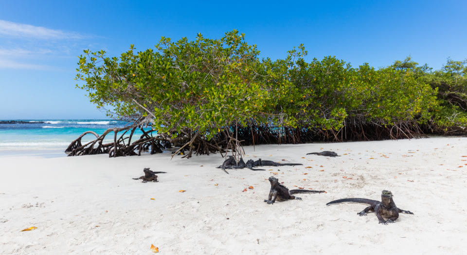 Marine iguanas on the sand at Tortuga Bay