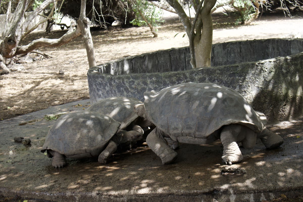 Giant tortoises at the Arnaldo Tupiza Breeding Center